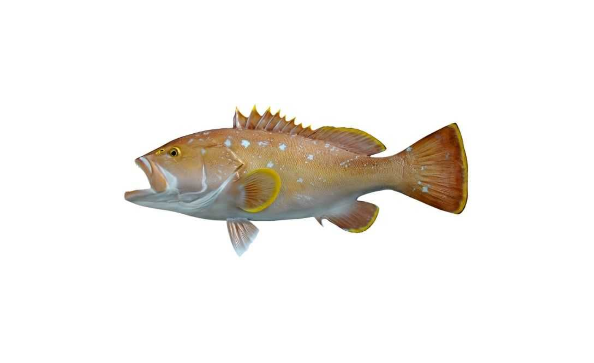 Yellowedge Grouper